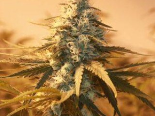 Fast Flowering Seeds | Onlineweedseeds.com