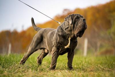 neapolitan-mastiff-puppies-for-sale-in-ahmedabad-big-2