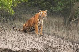 sundarban-tour-from-godkhali-big-0