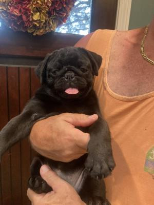 pug-puppies-for-sale-big-0