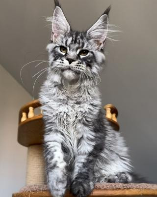 maine-coon-kittens-for-sale-near-me-big-2