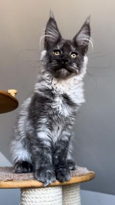 maine-coon-kittens-for-sale-near-me-big-1