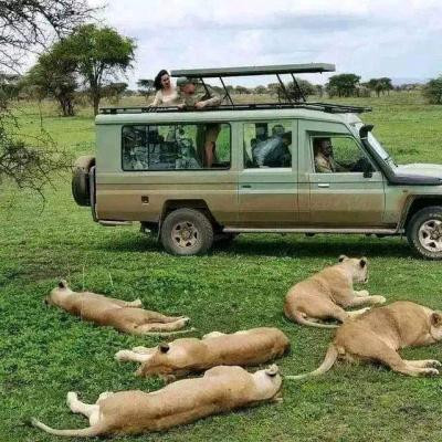 4-days-maasai-mara-wildebeest-migration-safari-tour-big-3