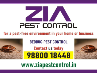 Bedbug treatment | Upto 50% Off  | 3051 Zia pest control services