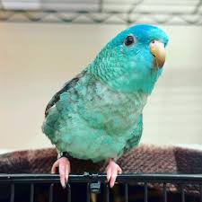 professional-bird-care-in-toronto-a-guide-to-happy-and-healthy-birds-big-3