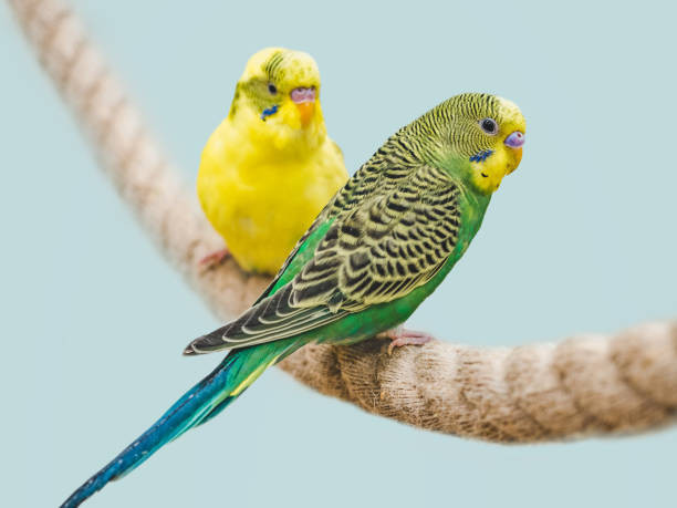 professional-bird-care-in-toronto-a-guide-to-happy-and-healthy-birds-big-2