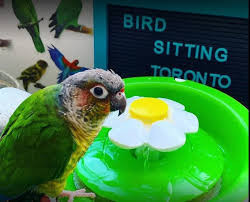 professional-bird-care-in-toronto-a-guide-to-happy-and-healthy-birds-big-4