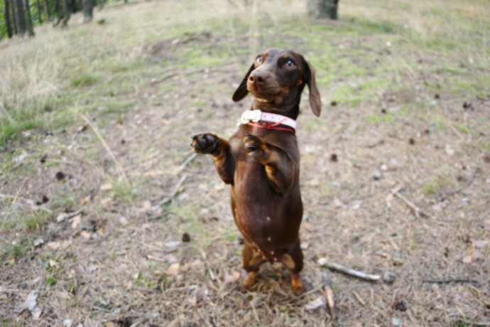 mimi-the-dachschund-searching-for-a-friend