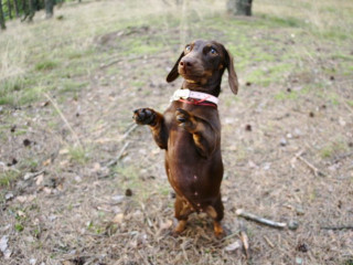 Mimi the Dachschund searching for a friend